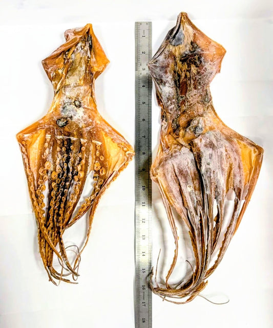 Large dried octopus