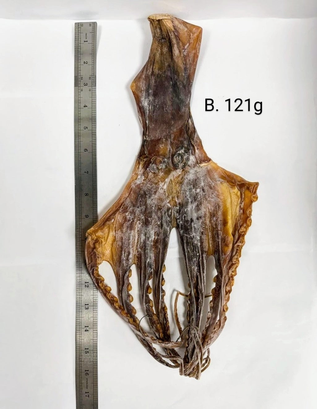 大章魚乾 Dried Octupus